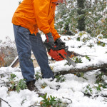 Chain Saw Debris and Storm Clean Up